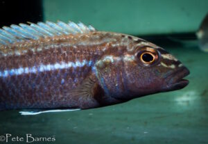 Melanochromis dialeptos 'Gome Rock'